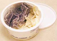 mold
