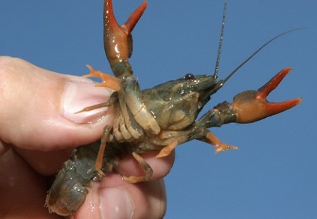 crayfish